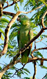 Tambopata Bird White Eyed Parakeet PA031622