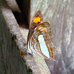 Tambopata Butterfly Xxx Brown White PA031636
