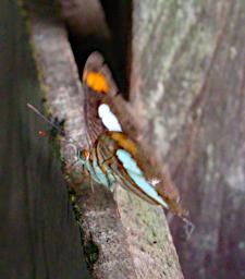 Tambopata Butterfly Xxx Brown White PA031638