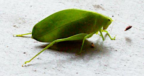 Tambopata Bug Xxx Green PA031644