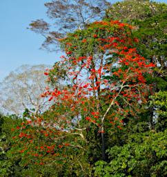 Tambopata Blossom Xxx Orange PA031647