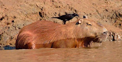 Tambopata Capybara PA031649