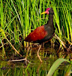 Tambopata Bird Wattled Jacana PA031672