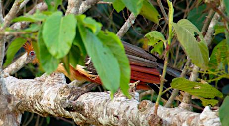 Tambopata Bird Hoatzin PA031702
