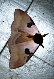Tambopata Moth Xxx Brown Black PA031717