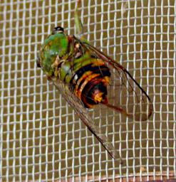 Tambopata Bug Xxx Green Orange Black PA041727