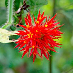 Tambopata Flower Xxx Orange PA041739