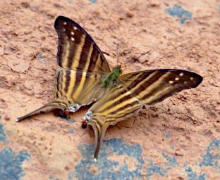Tambopata Butterfly Marpesia Chiron PA041755