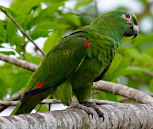 Tambopata Bird Yellow Crowned Parrot PA051787