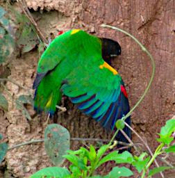 Tambopata Bird Orange Cheeked Parrot PA051799