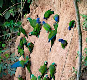 Tambopata Lick Bird Parrots PA051810