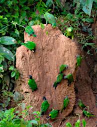 Tambopata Lick Bird Parrots PA051841