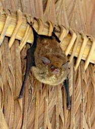 Tambopata Bat Xxx PA051852