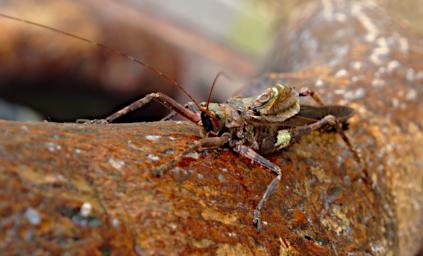 Tambopata Bug Xxx Brown PA051859