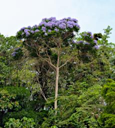 Tambopata Blossom Xxx Blue PA051862