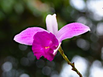 Tambopata Flower Xxx Pink White PA051863