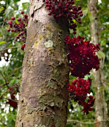 Tambopata Flower Xxx Red PA051868