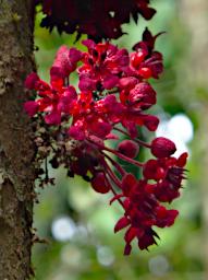 Tambopata Flower Xxx Red PA051870