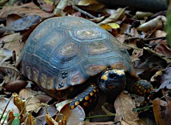 Tambopata Yellow Footed Ground Tortoise PA051874