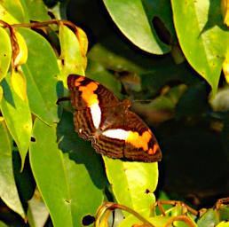Tambopata Butterfly Xxx Brown Yellow White PA051878