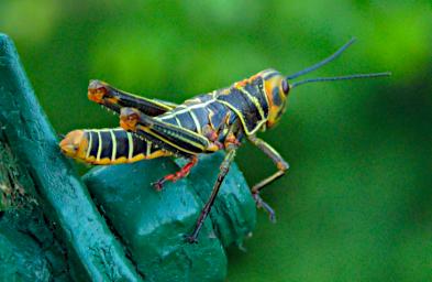 Tambopata Bug Grasshopper PA051889