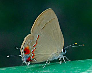 Tambopata Butterfly Xxx2Heads Lycaenidae PA051892