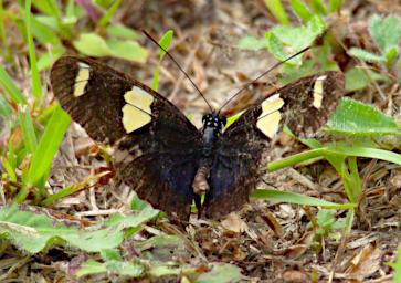 Tambopata Butterfly Xxx Brown White PA061897