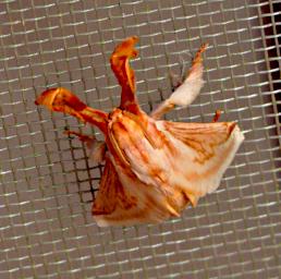 Tambopata Bug Xxx Orange PA061903