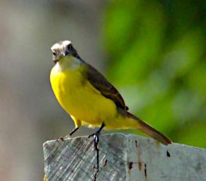 Tambopata Bird Tropical Kingbird PA061904
