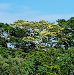 Tambopata Blossom Xxx White PA061909
