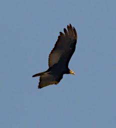 Greater Yellow Headed Vulture