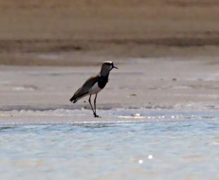 Pied Lapwing