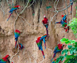 Red Green Macaw