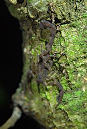 Tambopata Scorpion