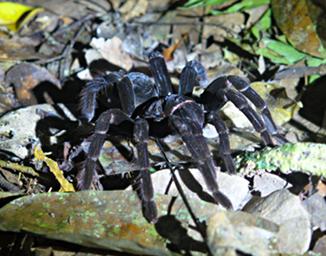 Tambopata Tarantula