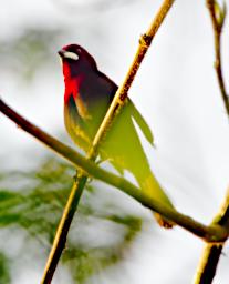 Bird Xxx Silver Beaked Tanager