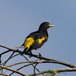 Yellow Rumped Cacique