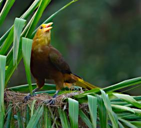 Russet Backed Oropendola