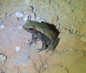 Tambopata Xxx Frog