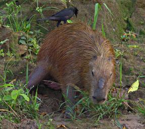 Tambopata Capybara