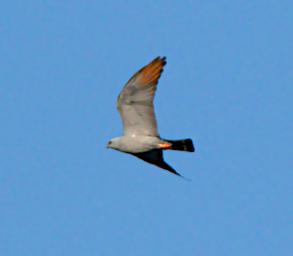 Plumbeous Kite