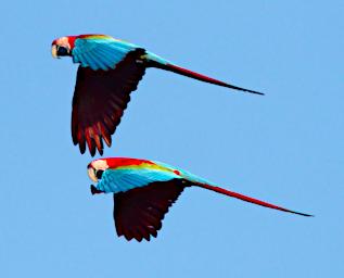 Red Green Macaw