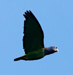 Blue Headed Parrot