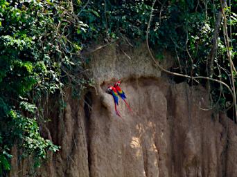 Tambopata Clay Lick Bird Scarlet Macaw