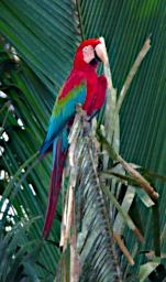 Red Green Macaw