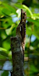 Long Tailed Potoo