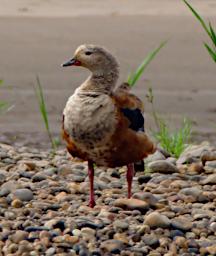 Orinoco Goose