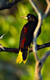 Crested Oropendola