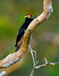 Yellow Tufted Woodpecker