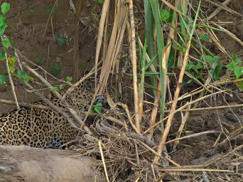 Tambopata Jaguar